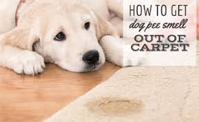 Maybe you would like to learn more about one of these? How To Get Dog Pee Smell Out Of Carpet Best Cleaner For Dried Old Urine Caninejournal Com