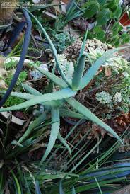 Image result for Aloe volkensii