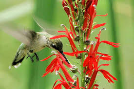 Trying to attract hummingbirds to your garden? 10 Best Flowers For Attracting Hummingbirds