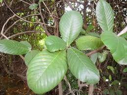 Image result for Tetracera