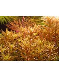 Image result for Rotala fontinalis