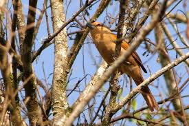 Brown Tanager Orchesticus Abeillei Tanagers Are Small To Medium Sized Birds The Shortest Bodied Species The White Eared Cone Birds Species Different Colors