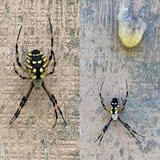 That Spider Bro I Shared Yesterday Turned Out To Be A Sis Look At That Egg Sac And How Much Her Abdomen Shrunk In 2020