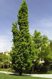 Older columnar appletrees malini in full flower. Fastigiate English Oak Shade Trees Trees To Plant Trees Shrubs Columnar Trees