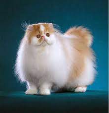 Tapi yang ini lebih special dari sebelum ini. Kucing Parsi Barangan Bayi Seremban