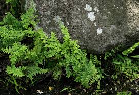 Image result for Cheilanthes botswanae