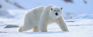 Check spelling or type a new query. Polar Bear Symbolism Dreams And Messages Spirit Animal Totems