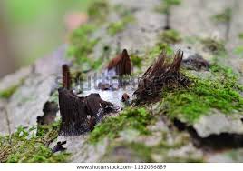 Image result for Stemonitis splendens