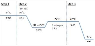 Learn vocabulary, terms and more with flashcards, games and other study tools. Pcr Protocol Pcr Steps How To Do Pcr