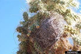 Cactus wrens are common in our desert southwest. Cactus Wren Campylorhynchus Brunneicapillus Natureworks