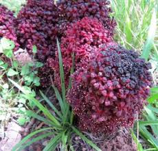 Image result for Sarcophyte