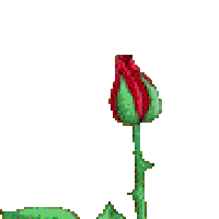 Big numbers of flowers blooming on a single plant. Red Rose Blooming Animation