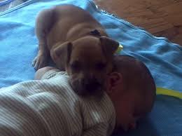 Kostenloses ausmalbild hund mops die gratis mandala. Muder Welpe Kuschelt Mit Baby