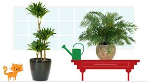 We did not find results for: 5 Best Allergy Friendly House Plants Zyrtec