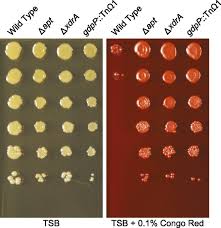 Although it has other uses including culinary and dentistry, agar plays an important role in microbiology as culture media for a variety of. Genome Wide Screen For Genes Involved In Edna Release During Biofilm Formation By Staphylococcus Aureus Pnas