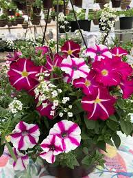 We did not find results for: Cherry Hill Greenhouse Home Facebook
