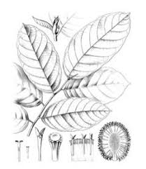 Image result for Treculia