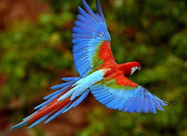 The amazon rainforest is home to many incredible mammals: The Amazon Rainforest Screen 7 On Flowvella Presentation Software For Mac Ipad And Iphone