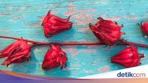 Rosella merupakan bunga berwarna merah menyerupai kembang sepatu yang tidak hanya cantik untuk menghias kebun, tetapi juga memiliki banyak kegunaan dan manfaat bagi kesehatan tubuh. 9 Manfaat Rosella Untuk Kesehatan Mau Tahu