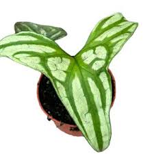 Image result for Cercestis congensis