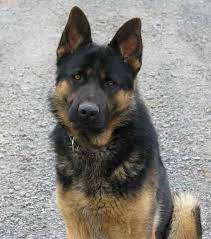 German shepherd puppies available now for sale. German Shepherd Puppies Binghamton Ny Petsidi