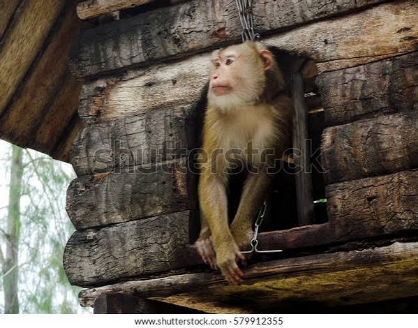 Monkeys Live Small Wooden House Stock Photo 579912355 | Shutterstock