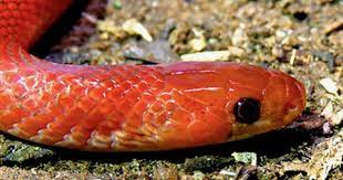 Tioman Kukri Snake Oligodon Booliati Snake Animals Beautiful Reptiles
