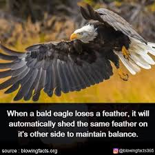 Birds Of The Same Feather Pin By Angel Beard On Mind Blowing Facts Bald Eagle Mind Blowing Facts Fun Facts