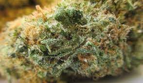 Atomic northern lights has a history that spans continents. Atomic Northern Lights Strain Bonza Blog