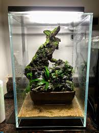 It is originated in sri lanka and is one of the exotic plants that aquarists prefer in their tanks. Dooa Terrarium With Assorted Moss Bucephalandra And Anubias Crypt Parva In The Back Might Flood At Some Point In The Future And Use As A Shrimp Tank Aquascape