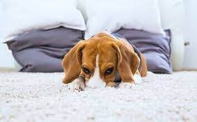 Lorem ipsum dolor sit amet, consectetur adipiscing elit, sed do eiusmod tempor incididunt ut labore et dolore magna aliqua. Privacy San Diego North County North County Carpet Cleaning