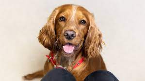 Revealed Why Do Dogs Have Whiskers Purina