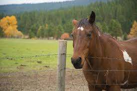 Red brand and kencove, for example, have properly installed, flexible rails also look tidy over a whole farm. What Are The Best Horse Fencing Options