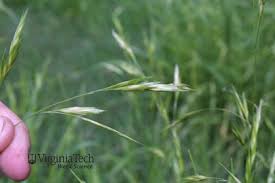 Image result for Bromus catharticus