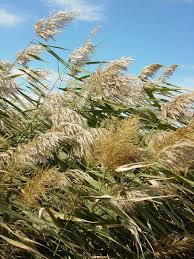 Image result for Phragmites mauritianus