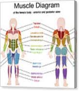 These anatomy games are a great way to memorize the muscles names. Muscle Diagram Female Body Names Digital Art By Peter Hermes Furian