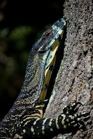 Black And White Lizard Australia Monitoring Monitor Lizard Australia Animals Reptiles Pet