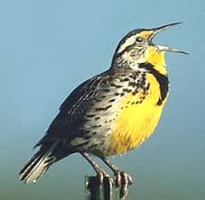 WESTERN MEADOWLARK | The Texas Breeding Bird Atlas