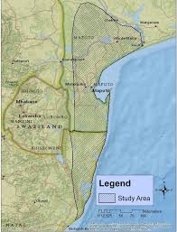 Image result for Pavetta vanwykiana