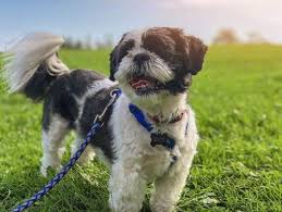 Check spelling or type a new query. Tails On Time Pet Sitting Services Raleigh Nc Dog Walking Cary
