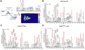 Metabolite Therapy Guided By Liquid Biopsy Proteomics Delays Retinal Neurodegeneration Biorxiv
