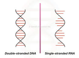 Dna Vs Rna Differences And Similarities Genetic Education Rna Sequencing Dna Molecule Dna