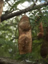 Image result for Albizia grandibracteata