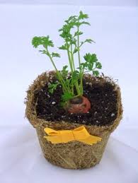 This is a question that many are asking. Grow A Spring Centerpiece Finegardening