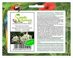 Can you pronounce this word better. 10x Murraya Paniculata Orangenraute Strauch Kaufland De