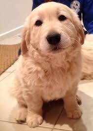 Affordable and search from millions of royalty free images, photos and vectors. Golden Retriever X Labrador Puppies Home Facebook