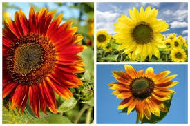 How To Grow Sunflowers And What To Avoid Empress Of Dirt
