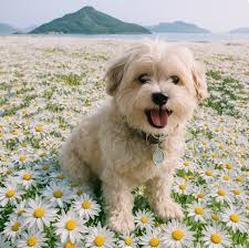 A very strange daisy this morning at Charnock Richard Orchard Gardens