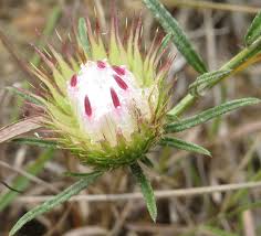 Image result for Dicoma anomala