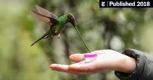 If a hummingbird comes up to a person and tries to get their attention, it may be due to the person. Hand Feeding Hummingbirds You Can Do It But Should You The New York Times